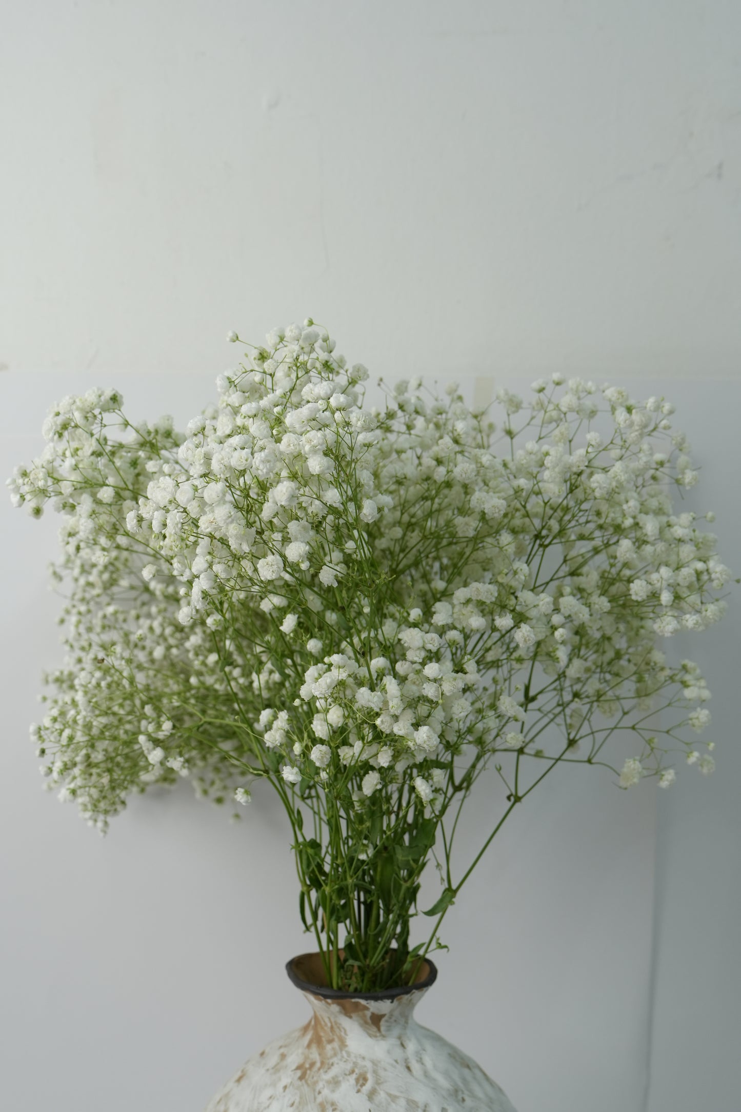 Baby's Breath｜1 Bundle 750g