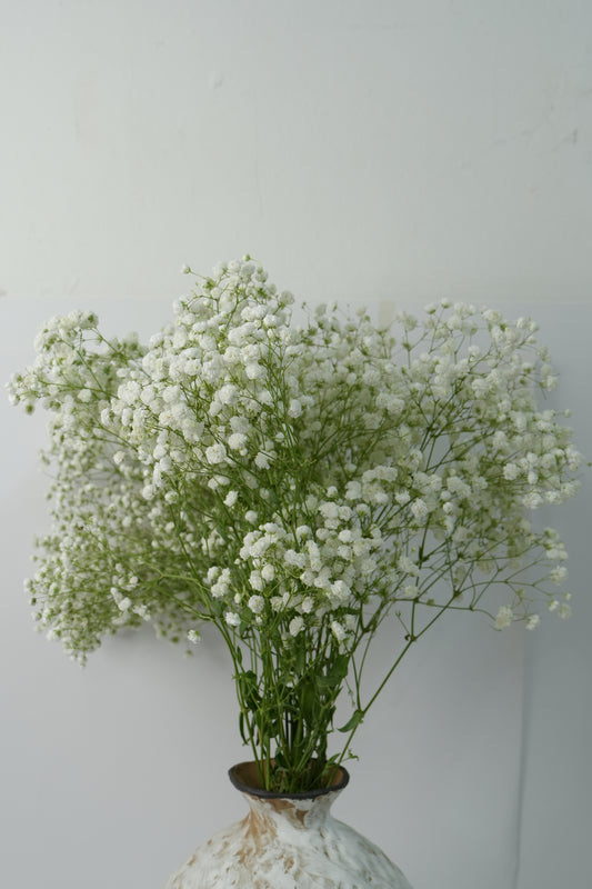 Baby's Breath｜1 Bundle 750g