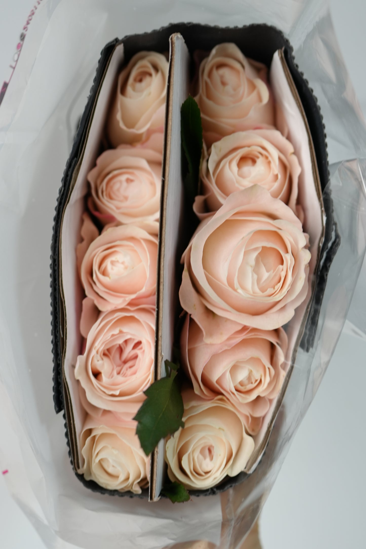 Kathrine 凯瑟琳｜Rose｜10/20 Stalks [CN]