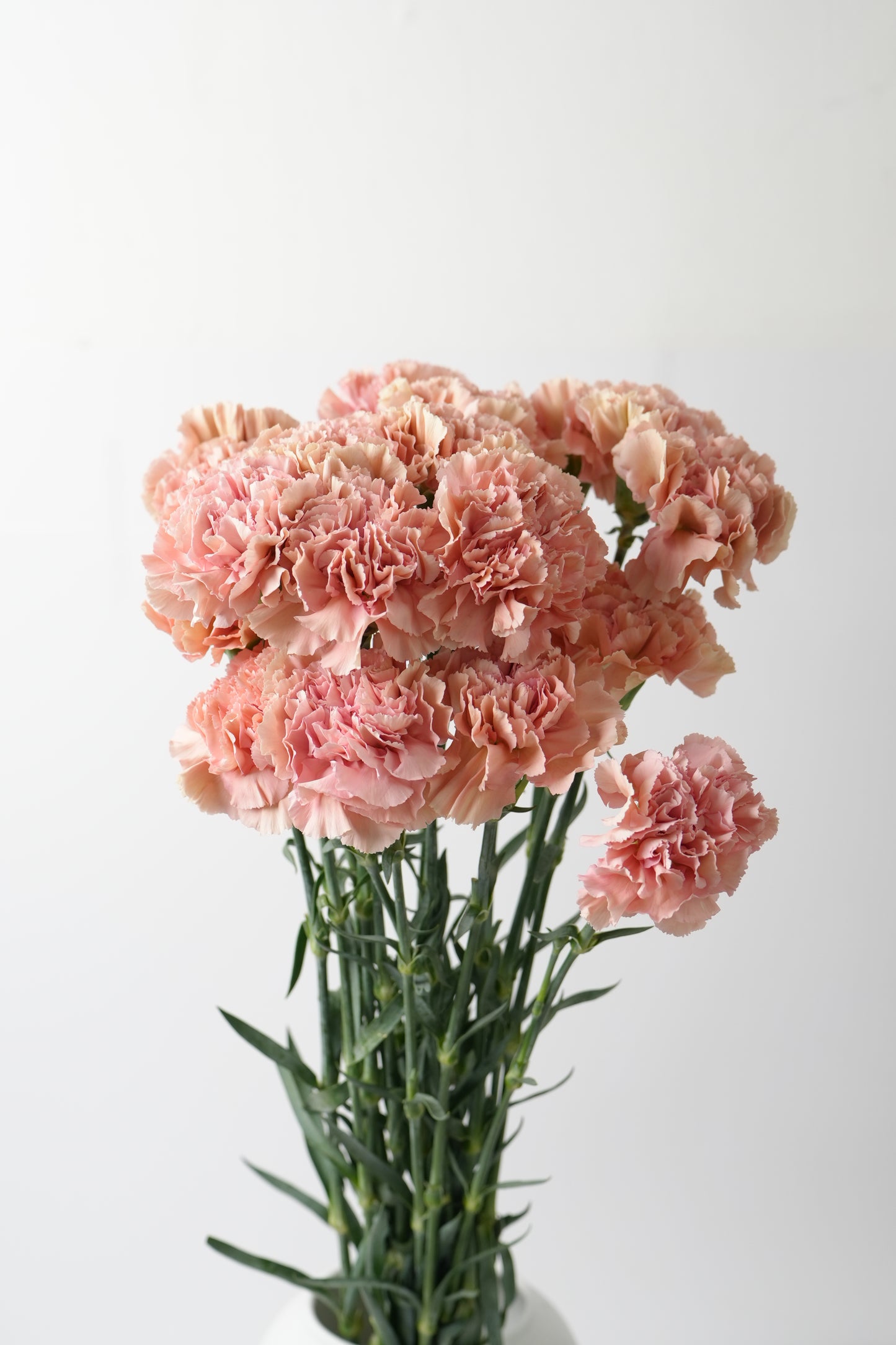 宝利｜Carnation｜20 Stalks [Colombia]