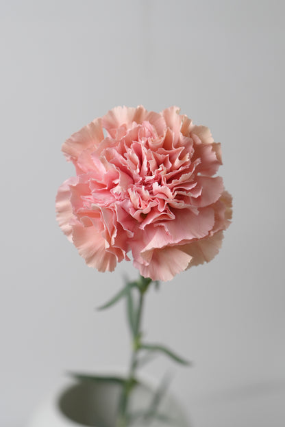 宝利｜Carnation｜20 Stalks [Colombia]