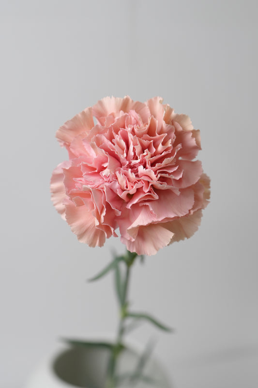 宝利｜Carnation｜20 Stalks [Colombia]