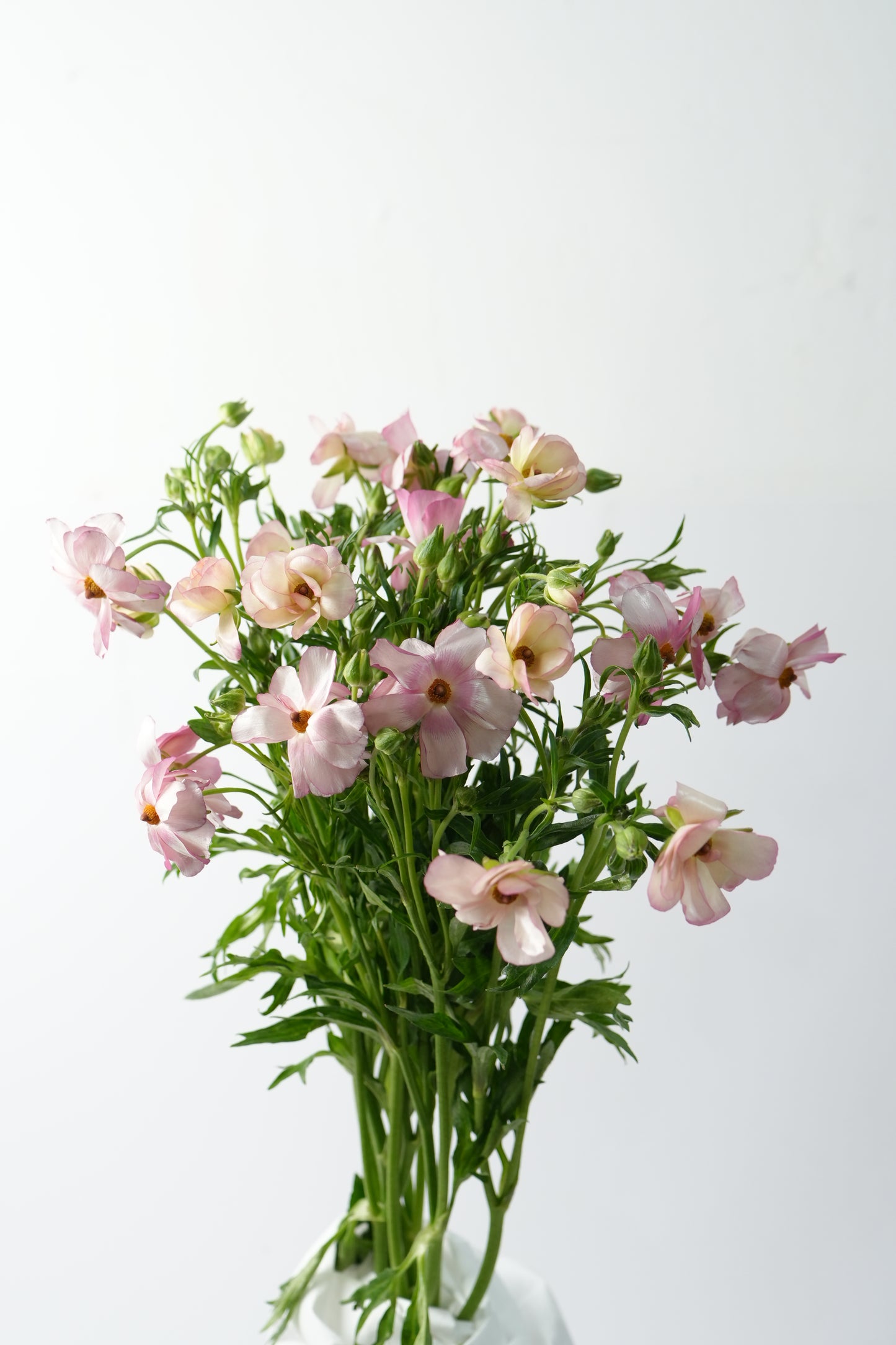 Ranunculus Butterfly 蝴蝶洋牡丹｜1 Bundle [CN]