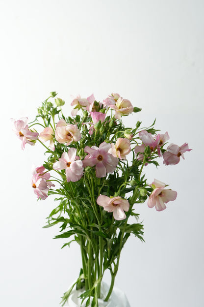 Ranunculus Butterfly 蝴蝶洋牡丹｜1 Bundle [CN]