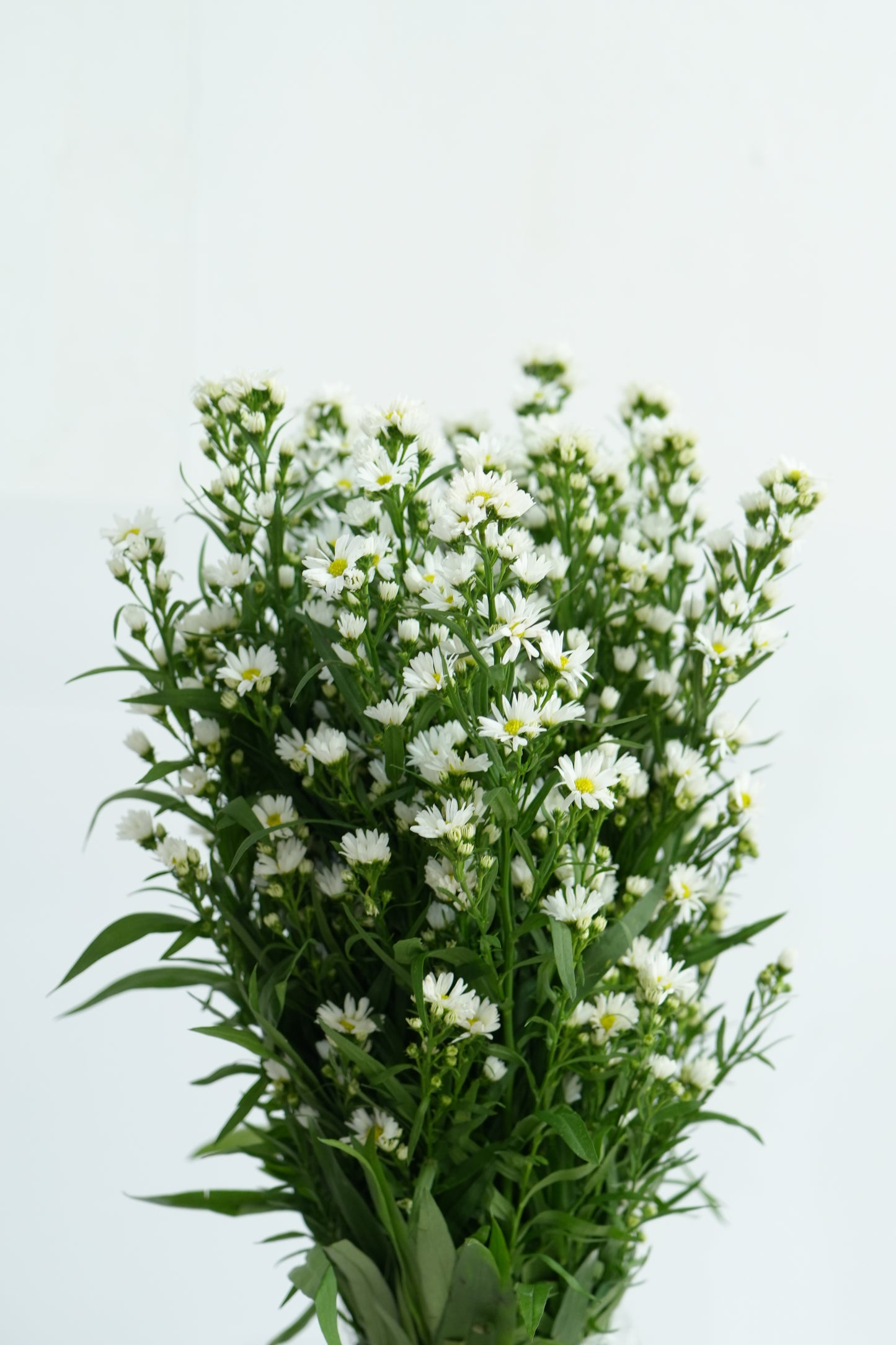 Peacock White｜1 Bundle [Malaysia]