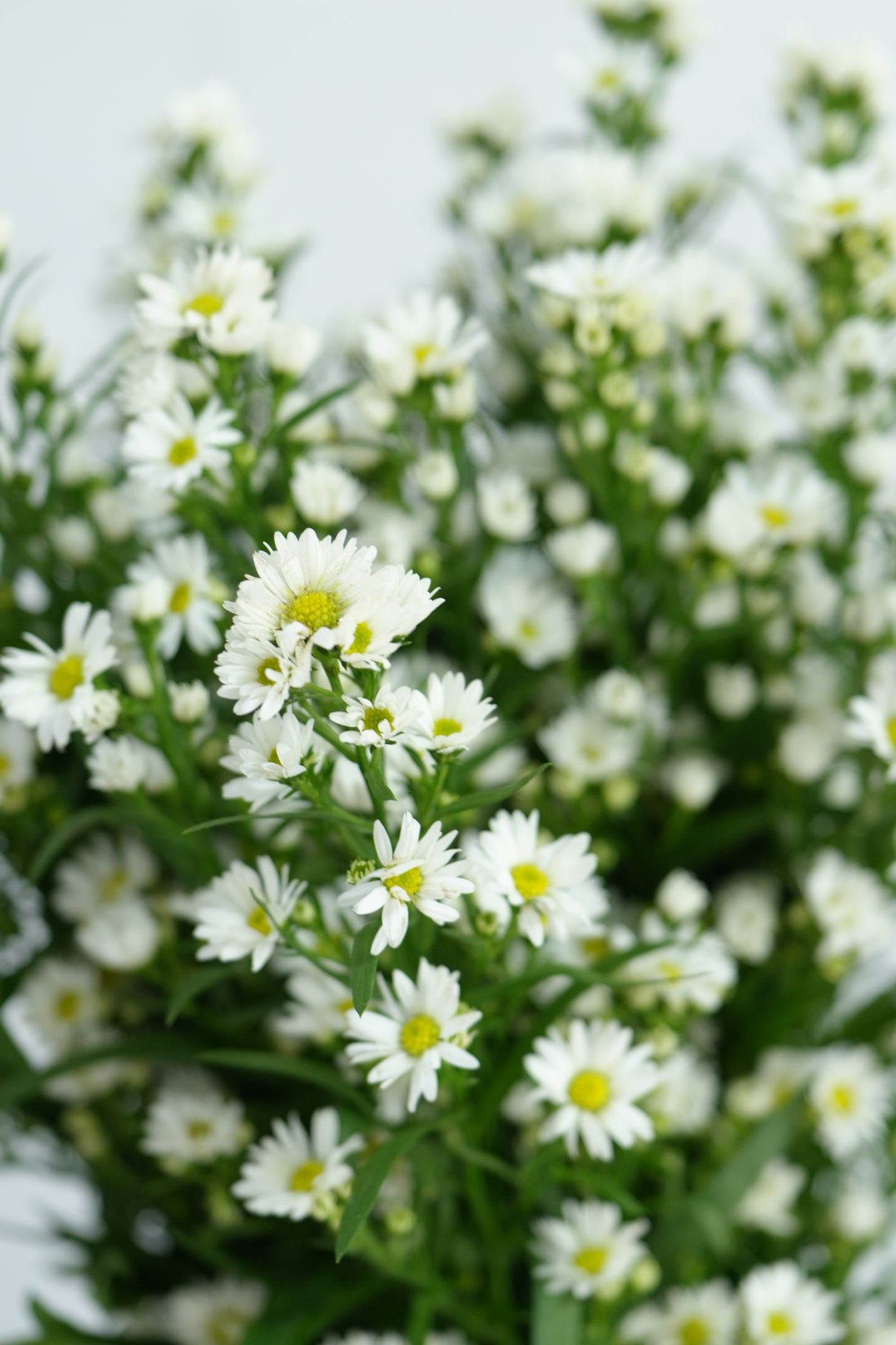 Peacock White｜1 Bundle [Malaysia]