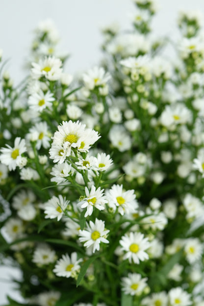 Peacock White｜1 Bundle [Malaysia]