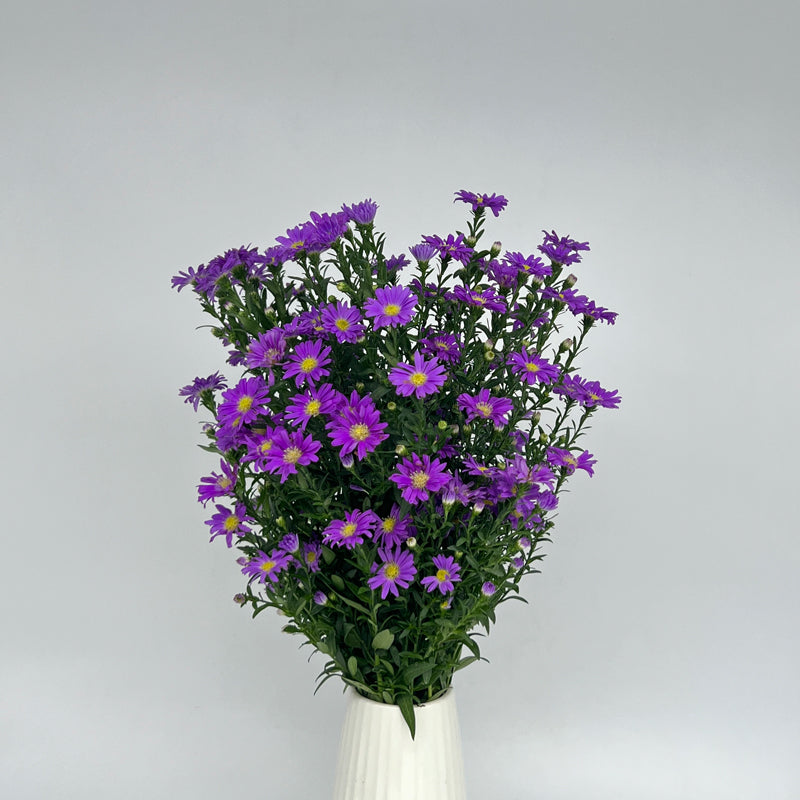 Peacock Blue｜1 Bundle [Malaysia]