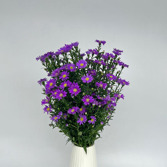 Peacock Blue｜1 Bundle [Malaysia]