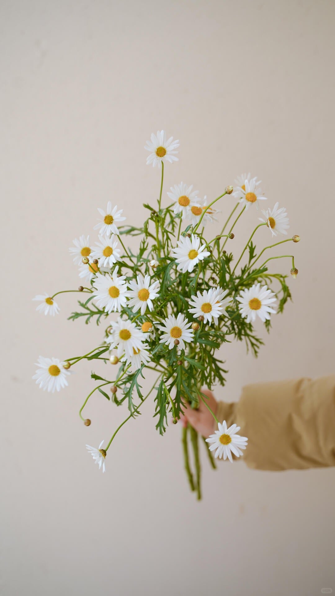 Margaret｜1 Bundle [CN]