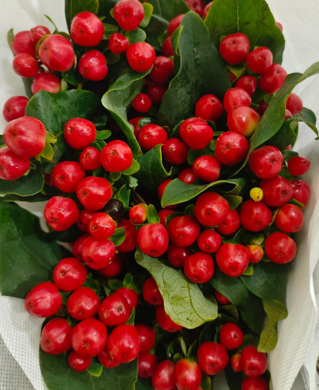 Hypericum Berry｜1 Bundle [CN]