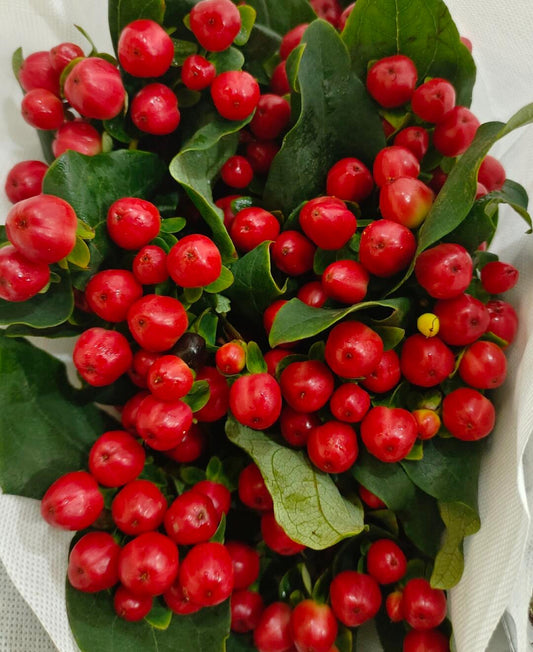 Hypericum Berry｜1 Bundle [CN]