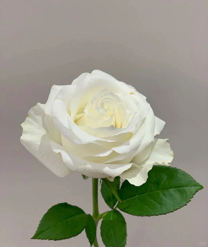 Proud 骄傲｜Rose ｜10/20 Stalks [CN]