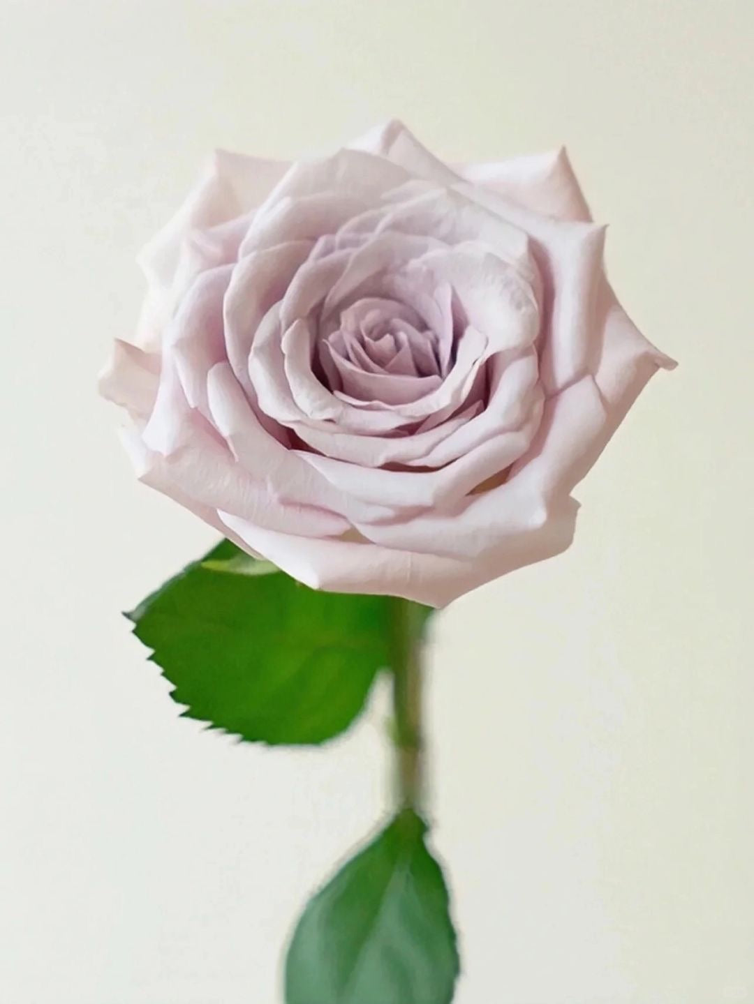Manta 曼塔 ｜Rose ｜20 Stalks[CN]
