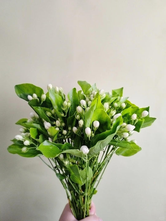 Jasmine 茉莉花｜1 Bundle [CN]