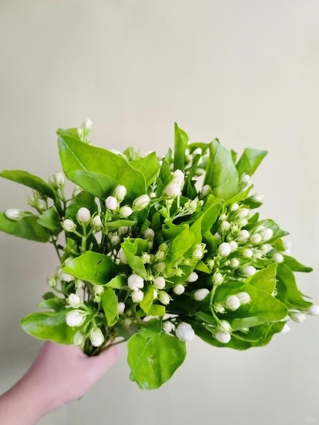 Jasmine 茉莉花｜1 Bundle [CN]