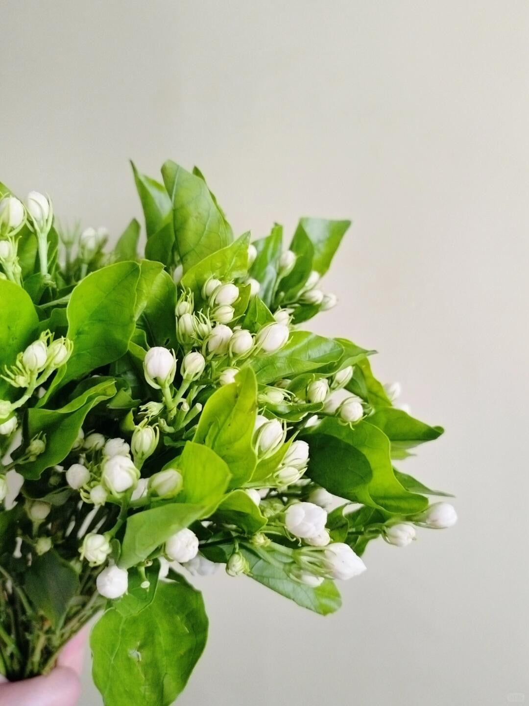 Jasmine 茉莉花｜1 Bundle [CN]