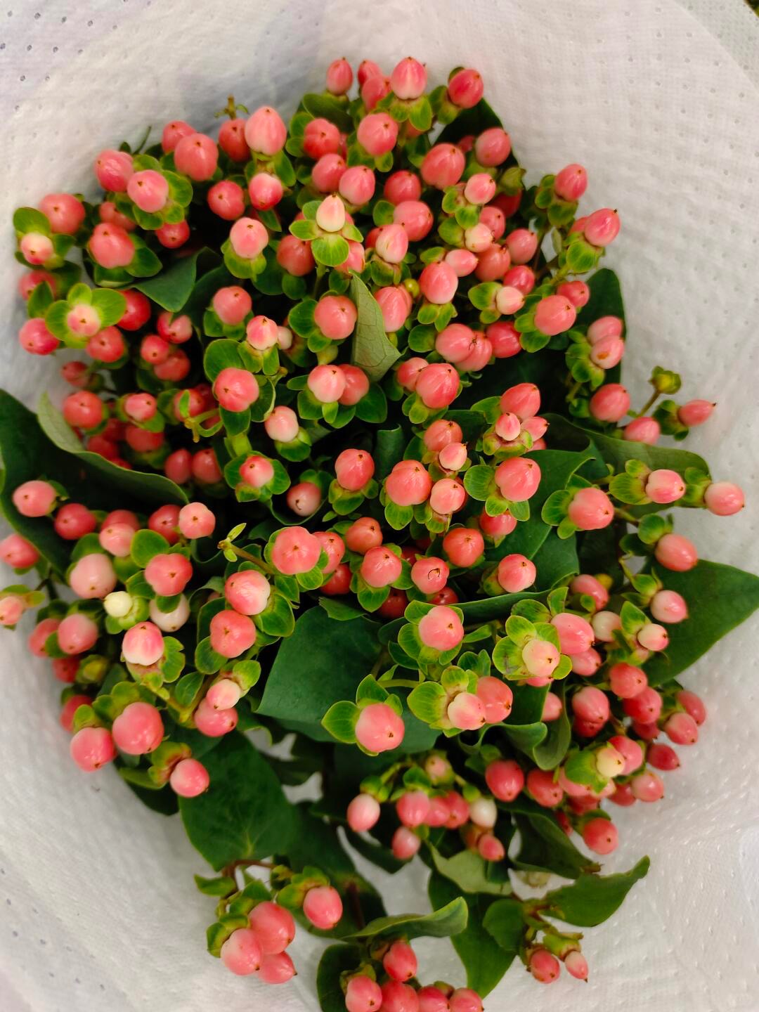 Hypericum Berry｜1 Bundle [CN]