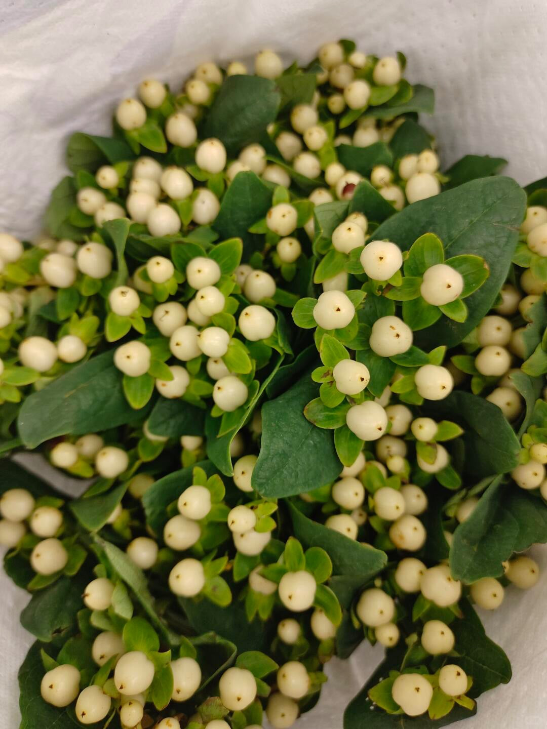 Hypericum Berry｜1 Bundle [CN]