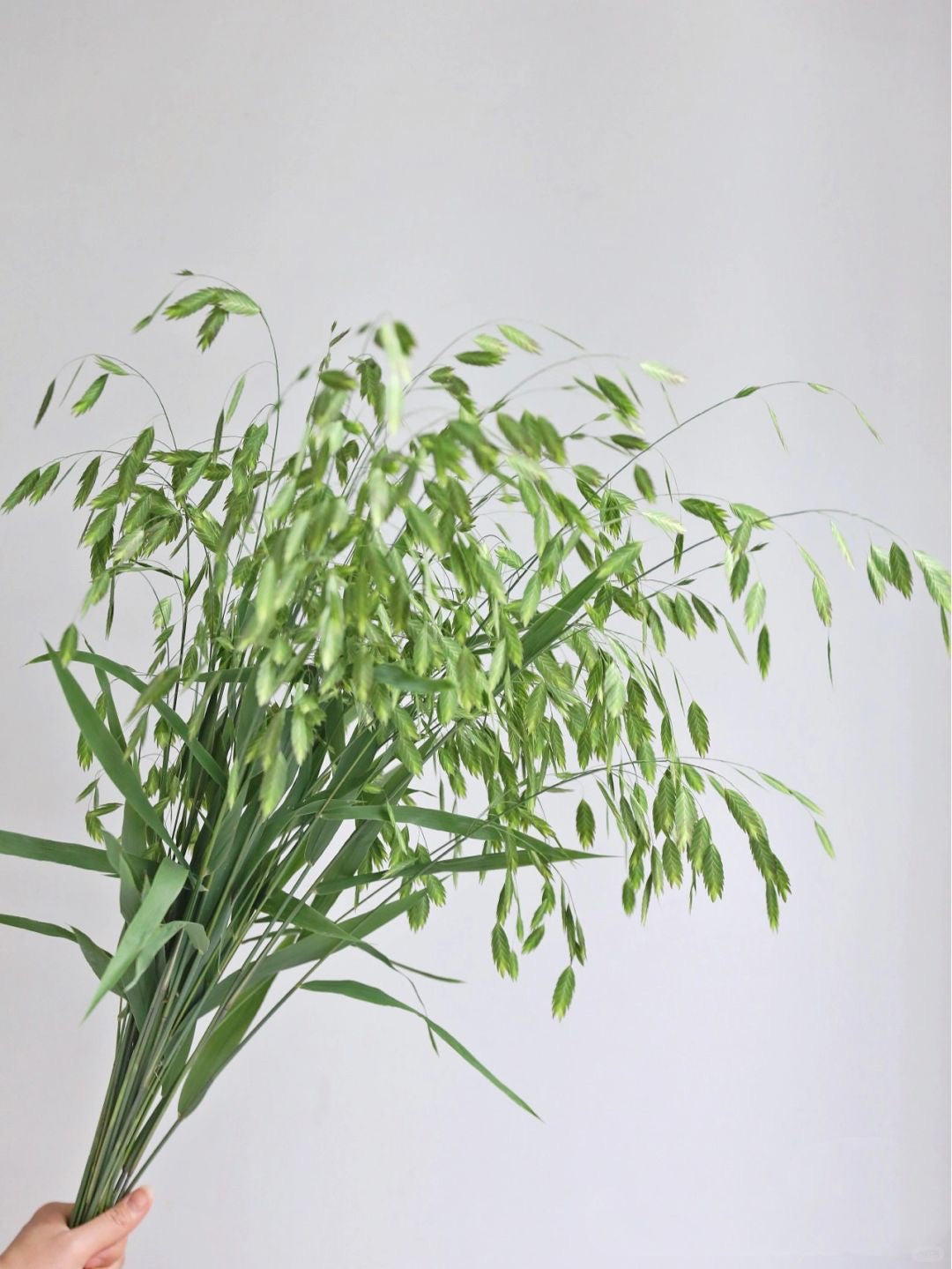 Chasmanthium 小盼草｜1 Bundle [CN]