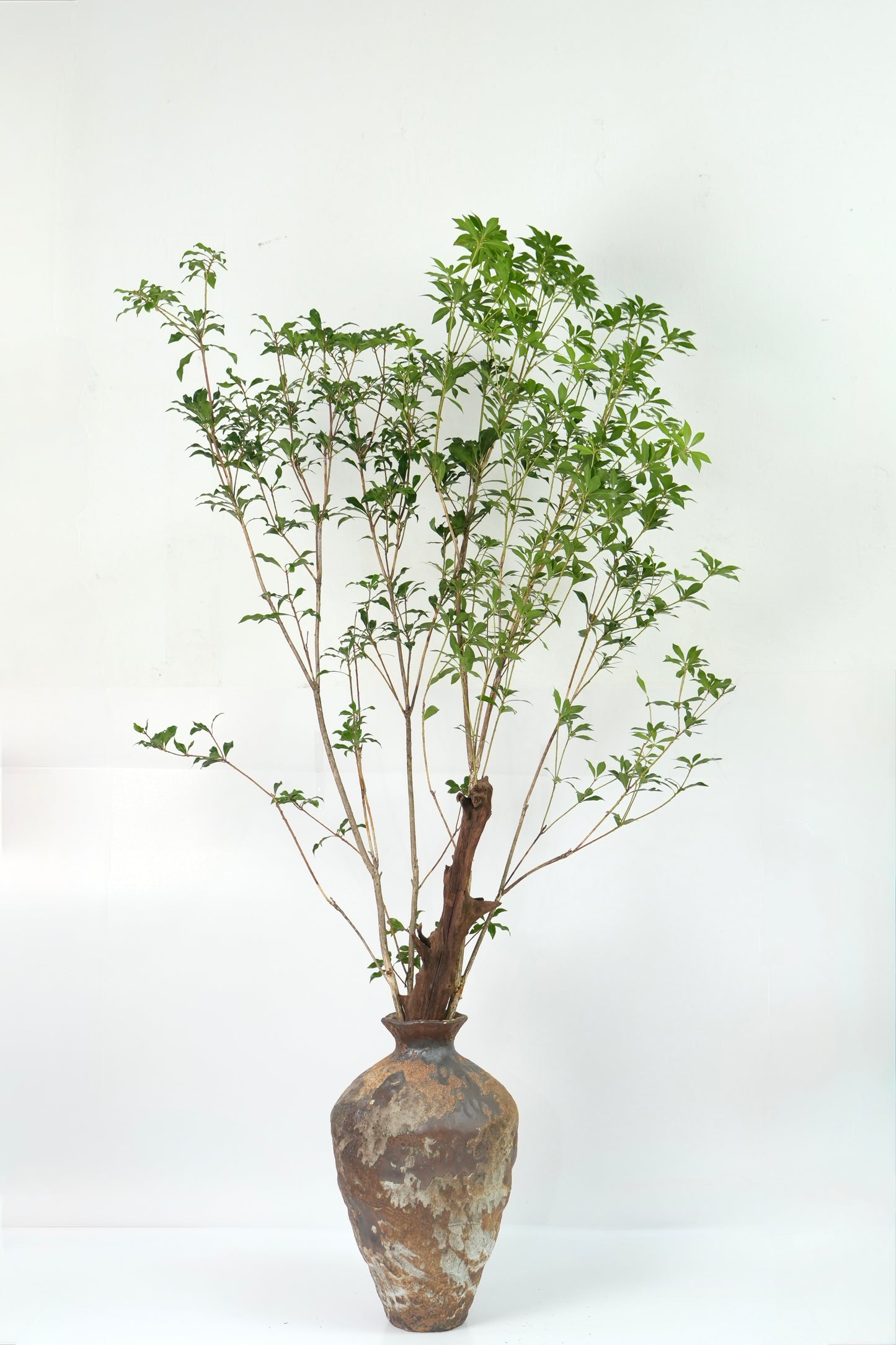 Pieris Japonica 马醉木｜120-130cm （2 Stems）｜Japan