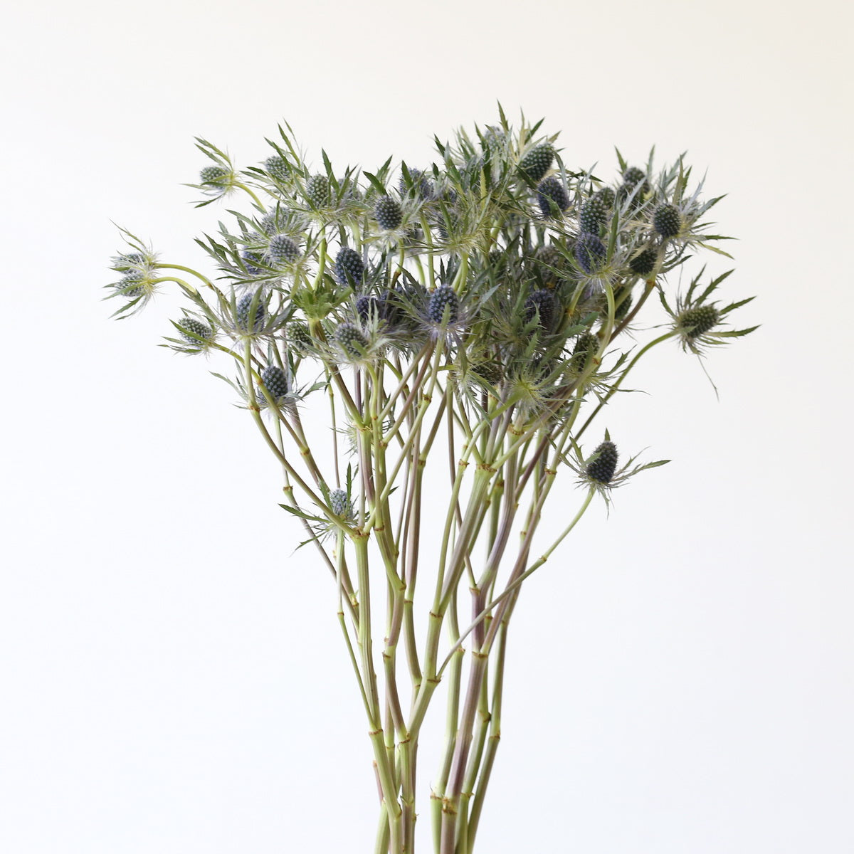 Eryngium｜5 Stalks  [Holland]