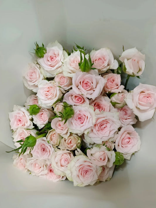 Starlight 星悦宝贝｜Spray Rose｜10 Stalks [CN]