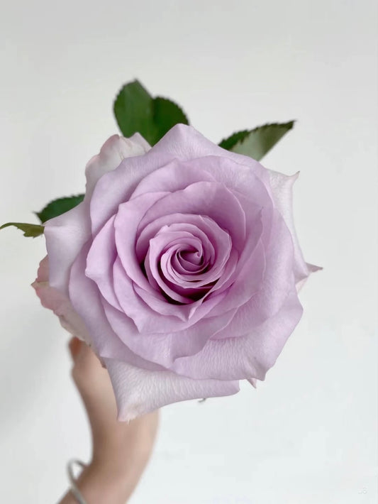 Ocean Song 海洋之歌｜Rose｜20 Stalks [CN]