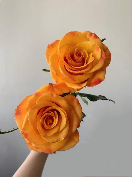 Briliant 辉煌｜Rose｜20 Stalks [CN]