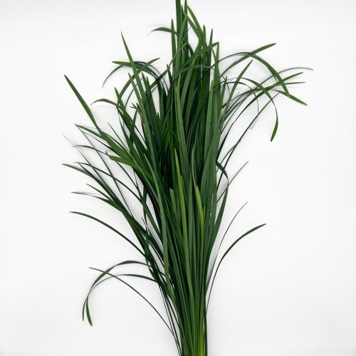 Bear Grass 春兰叶｜1 Bundle [Malaysia]