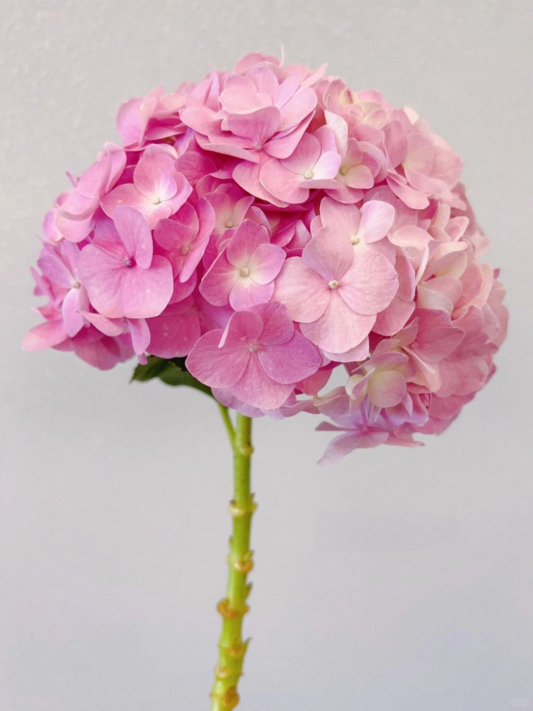 Hydrangea ｜1 Stalk [CN]