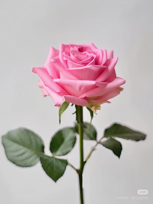 Awakening 苏醒｜Rose｜20 Stalks [CN]