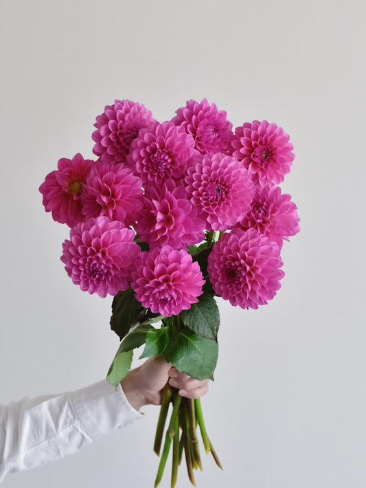 Dahlia 玫瑰桃子｜5 Stalks [CN]