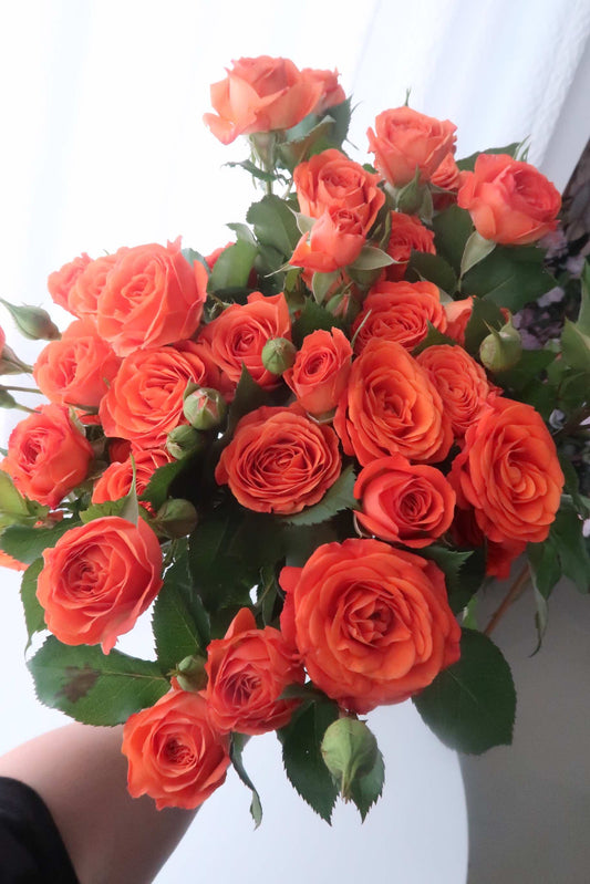 Babe 芭比｜Spray Rose｜10 Stalks [CN]
