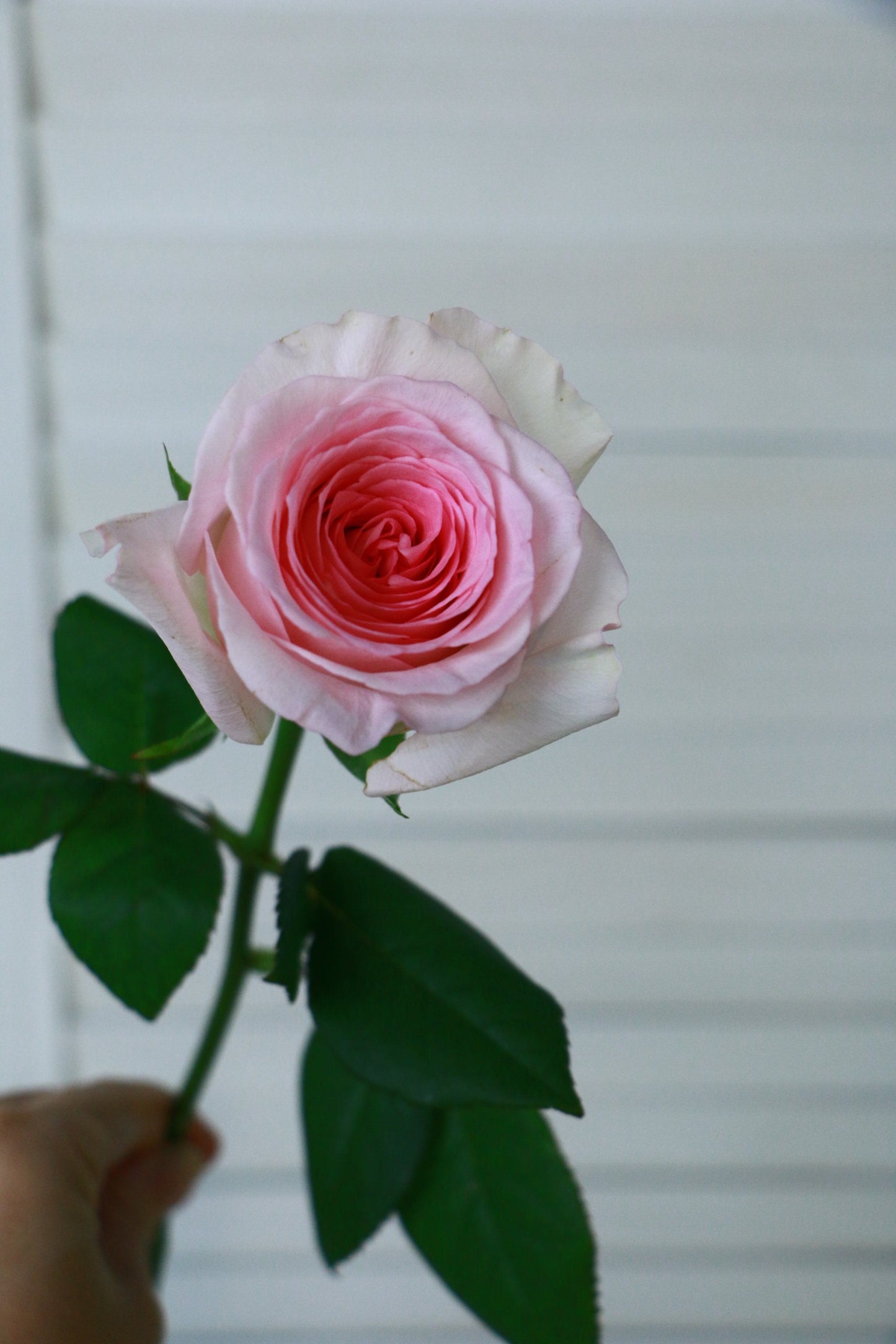洛神 ｜ Rose｜ 20 Stalks [CN]