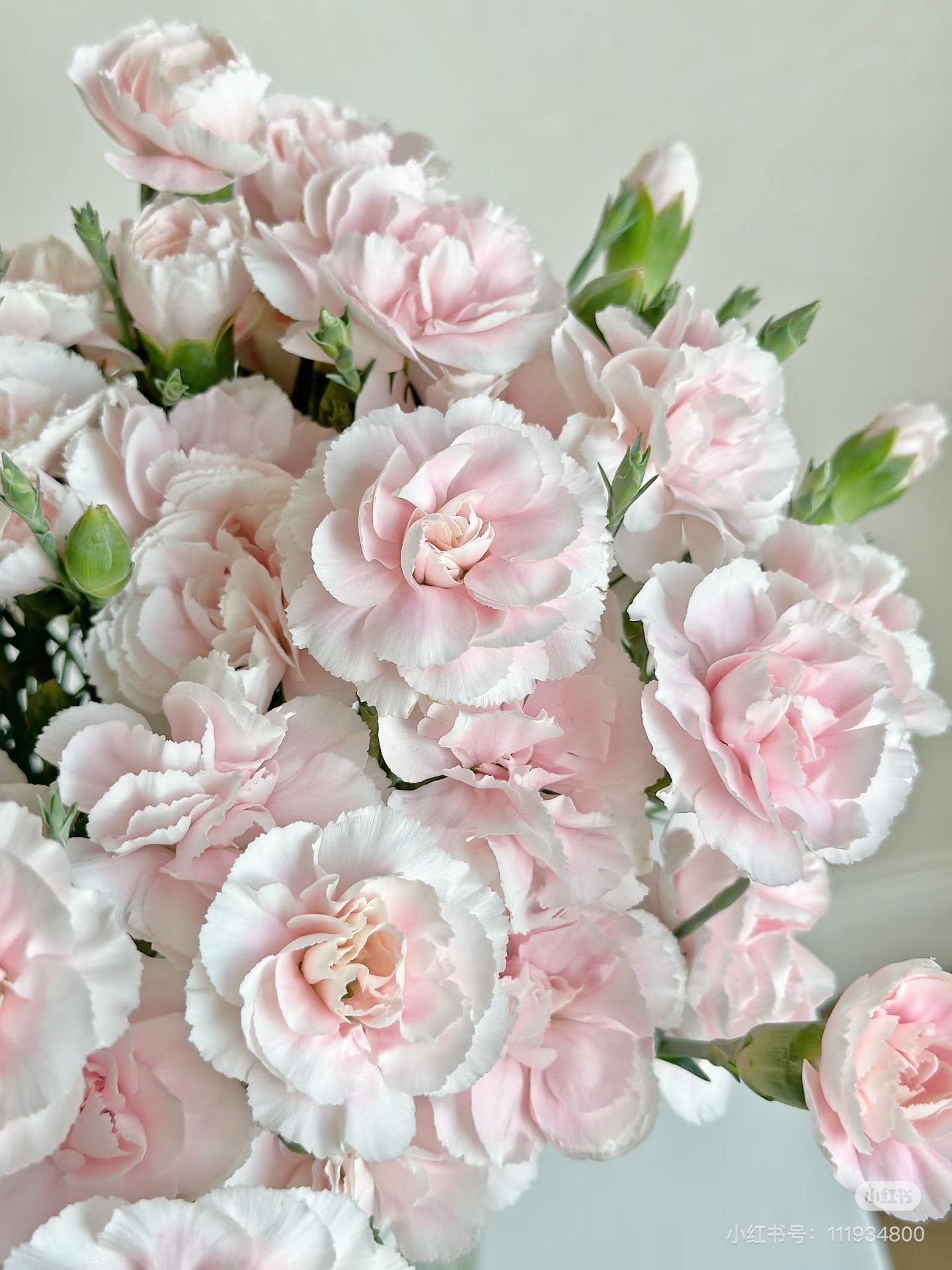 粉太子 ｜Spray Carnation ｜20 Stalks [CN]