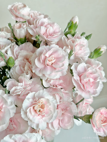 粉太子 ｜Spray Carnation ｜20 Stalks [CN]