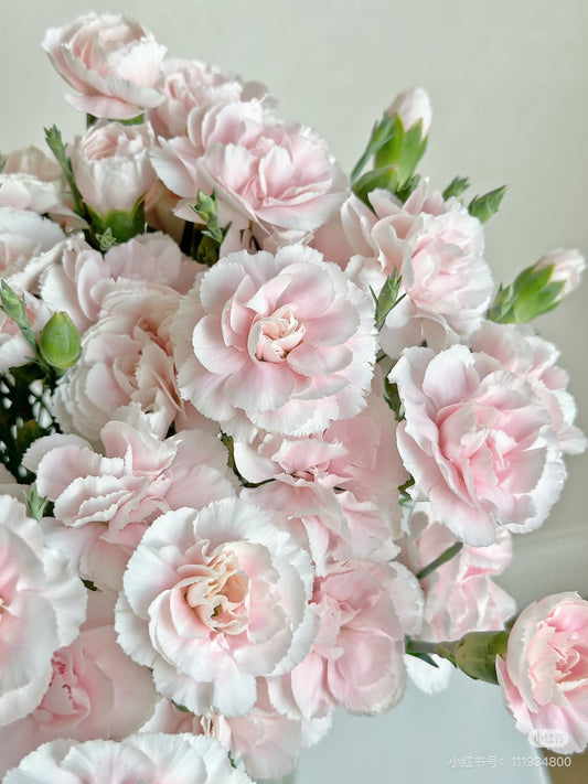 粉太子 ｜Spray Carnation ｜20 Stalks [CN]