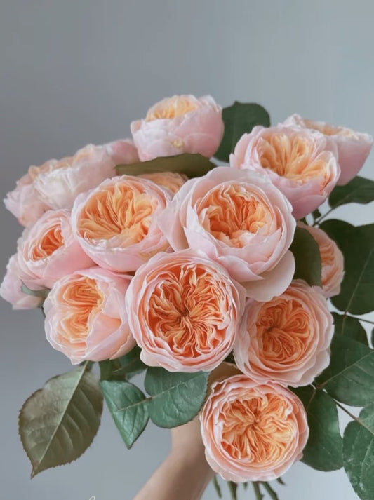 Juliet 朱丽叶｜Rose｜10/20 Stalks [CN]