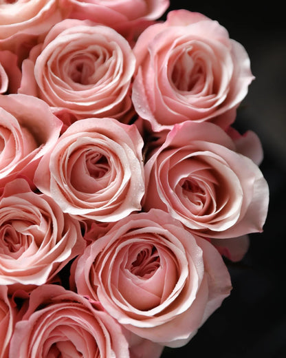 Kathrine 凯瑟琳｜Rose｜10/20 Stalks [CN]