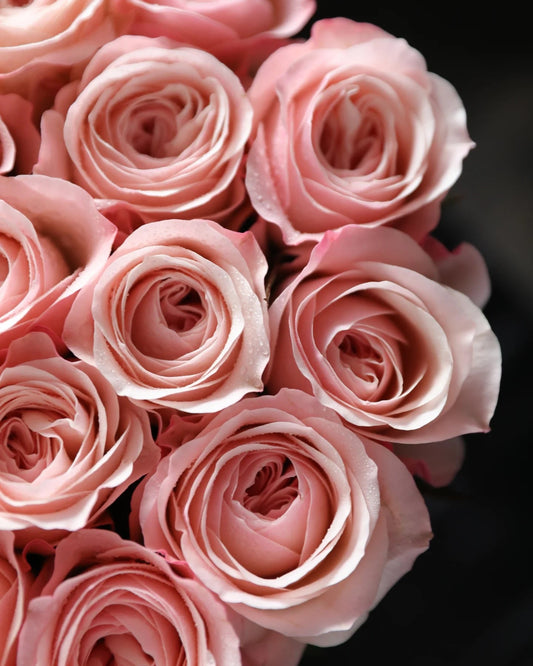 Kathrine 凯瑟琳｜Rose｜10/20 Stalks [CN]