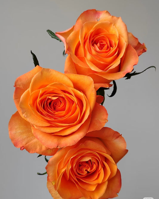 King's Day 国王日｜Rose｜20 Stalks [CN]