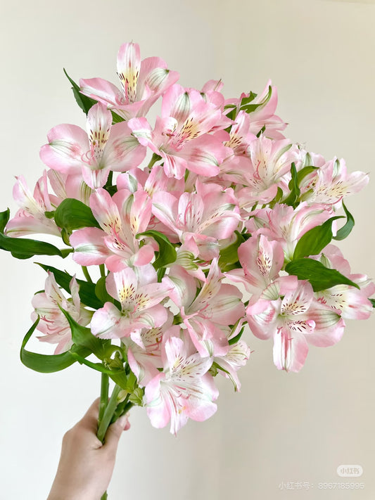 Peruvian Lily 水仙百合｜10 Stalks