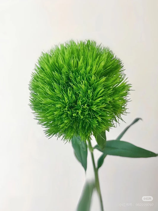 Green Trick 绿毛球｜10 Stalks [CN]