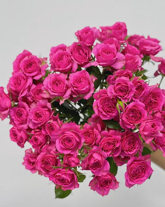 苏菲宝贝｜Spray Rose｜10 Stalks [CN]