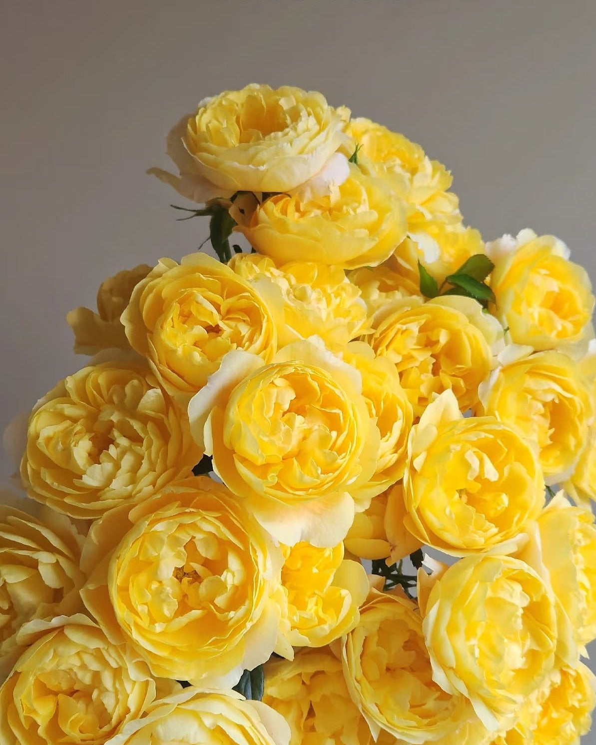 Lemon Juice 柠檬汁阳台｜Spray Rose｜10 Stalks [CN]