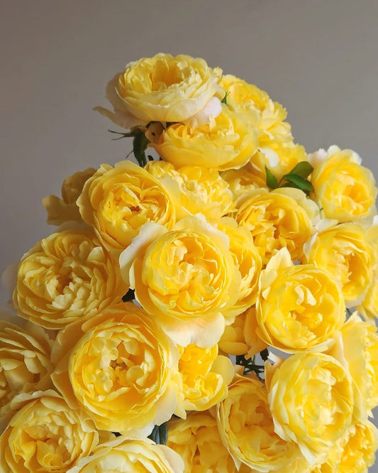 Lemon Juice 柠檬汁阳台｜Spray Rose｜10 Stalks [CN]