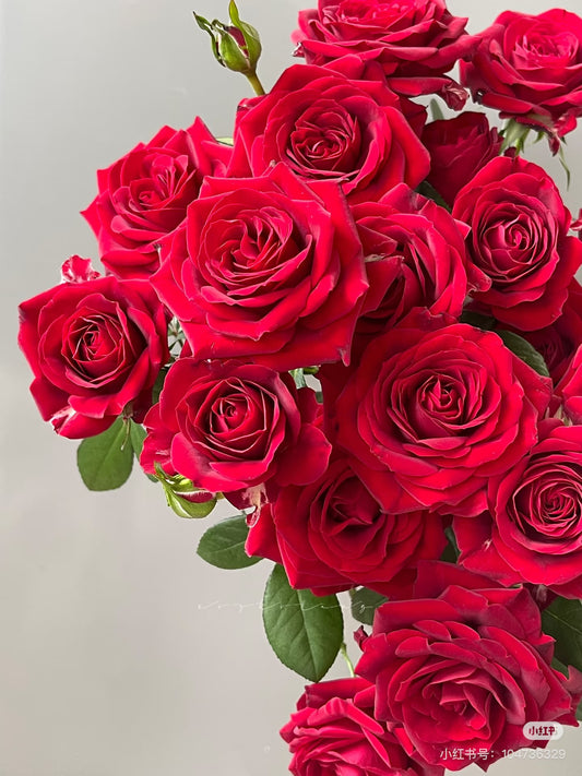 Red 霓虹泡泡｜Spray Rose｜10 Stalks [CN]