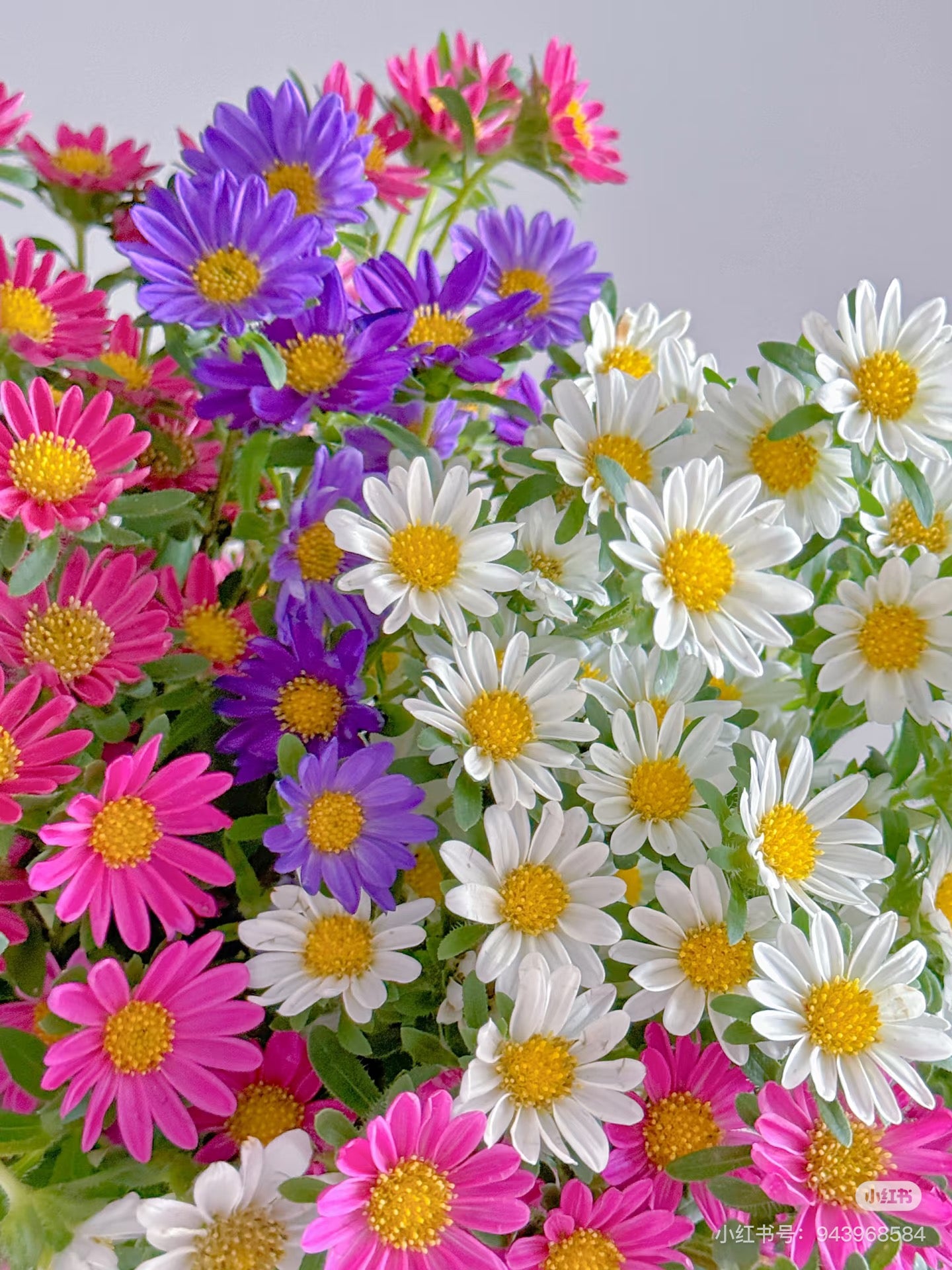 Asteraceae 菊 – FLOWERSCENT