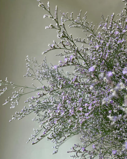 Limonium 情人草｜1 Bundle